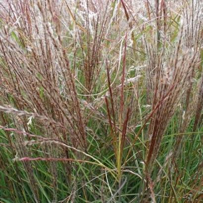 Miscanthus sin. 'Yaku Jima'