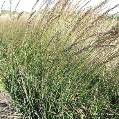 Molinia arund. 'Skyracer'