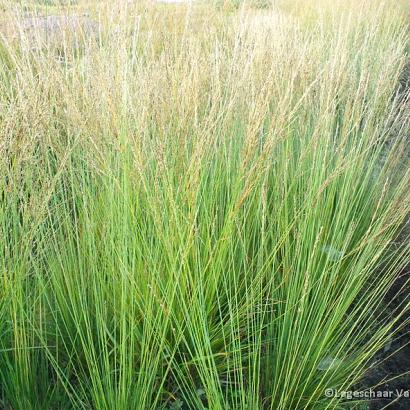 Molinia caerulea