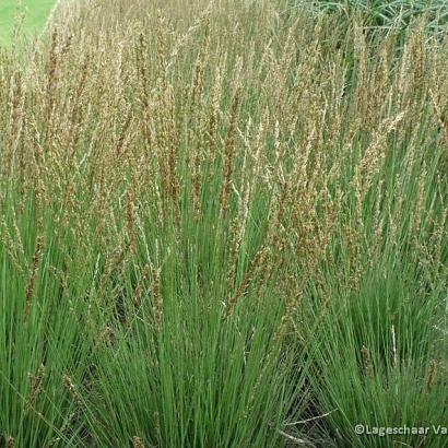 Molinia caer. 'Edith Dudszus'