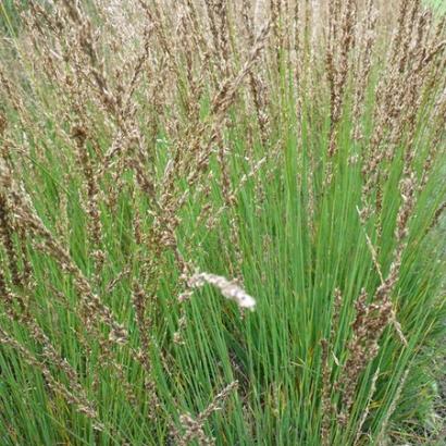 Molinia caer. 'Edith Dudszus'