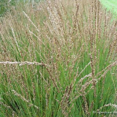 Molinia caer. 'Edith Dudszus'