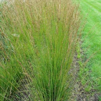 Molinia caerulea 'Heidebraut'