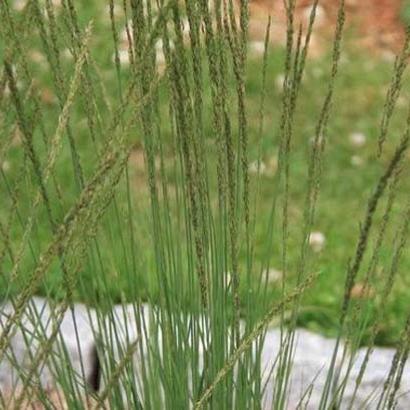 Molinia caerulea 'Heidezwerg'