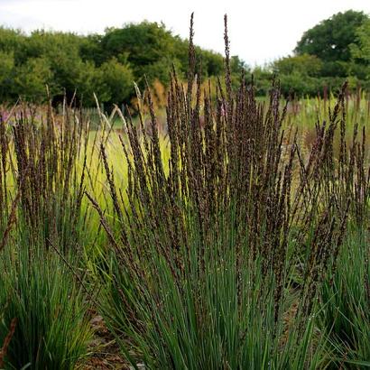 Molinia caerulea 'Moorhexe'