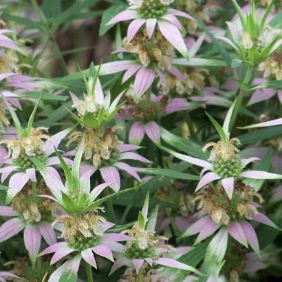 Monarda punctata