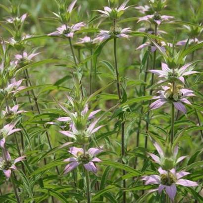 Monarda punctata