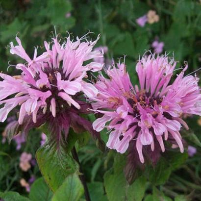 Monarda 'Beauty of Cobham'