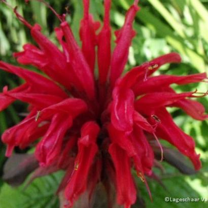 Monarda 'Cambridge Scarlet'