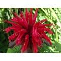 Monarda 'Cambridge Scarlet'