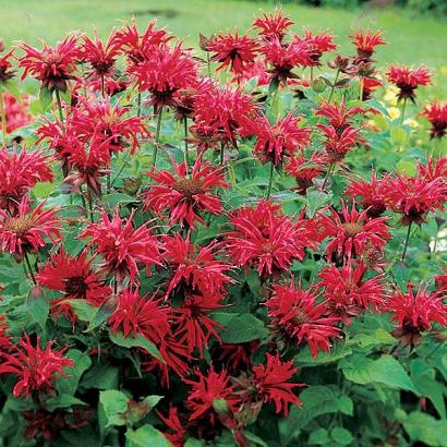 Monarda 'Gardenview Scarlet'