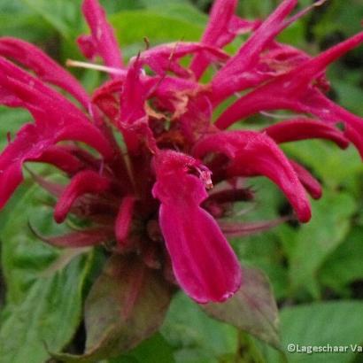 Monarda 'Mahogany'