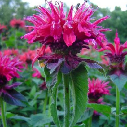 Monarda 'Marshall's Delight'