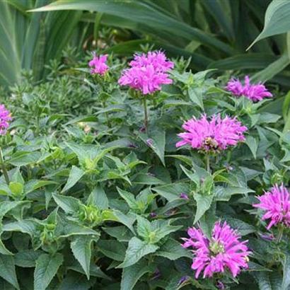 Monarda Petite Delight