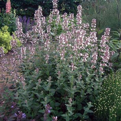 Nepeta grandiflora 'Dawn to Dusk'