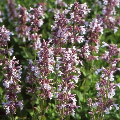 Nepeta grandiflora 'Dawn to Dusk'