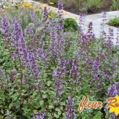 Nepeta grandiflora 'Wild Cat'