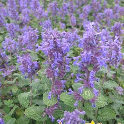 Nepeta racemosa 'Grog'