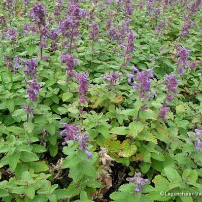 Nepeta racemosa 'Grog'