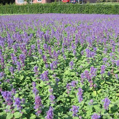 Nepeta racemosa 'Grog'