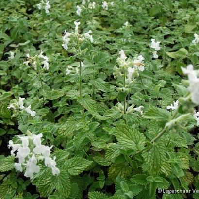 Nepeta racemosa 'Snowflake'