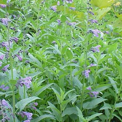 Nepeta sibirica