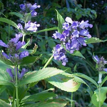 Nepeta subsessilis