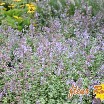 Nepeta 'Grol'