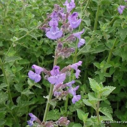 Nepeta 'Kit Cat'