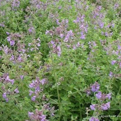 Nepeta 'Kit Cat'