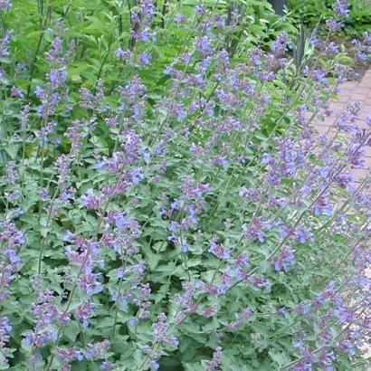 Nepeta 'Six Hills Giant'