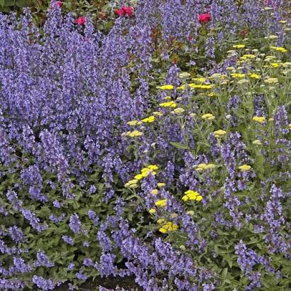 Nepeta 'Walker's Low'