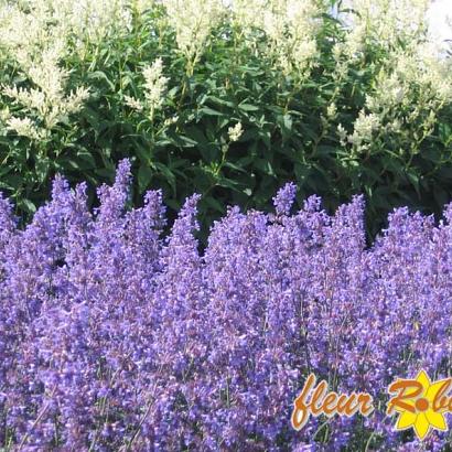 Nepeta 'Walker's Low'