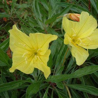 Oenothera macrocarpa