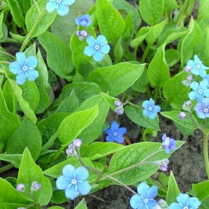 Omphalodes verna