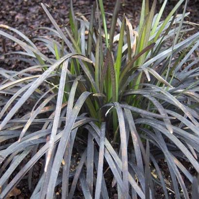 Ophiopogon plan. 'Niger'