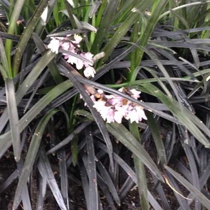 Ophiopogon plan. 'Niger'