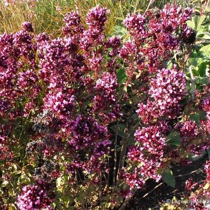 Origanum laevigatum 'Herrenhausen'