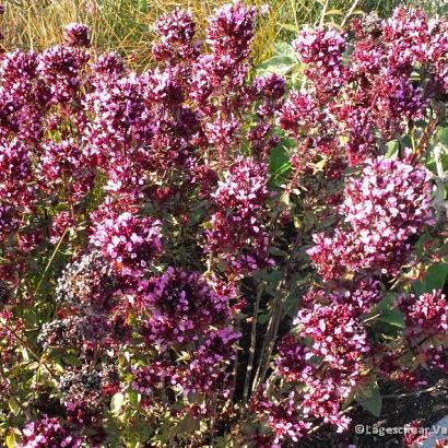 Origanum laevigatum 'Herrenhausen'