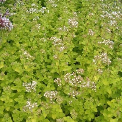 Origanum vulg. 'Aureum'