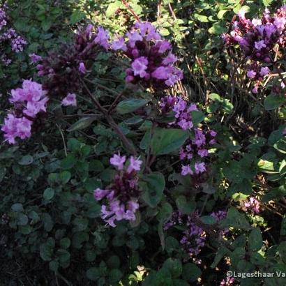 Origanum 'Rosenkuppel'