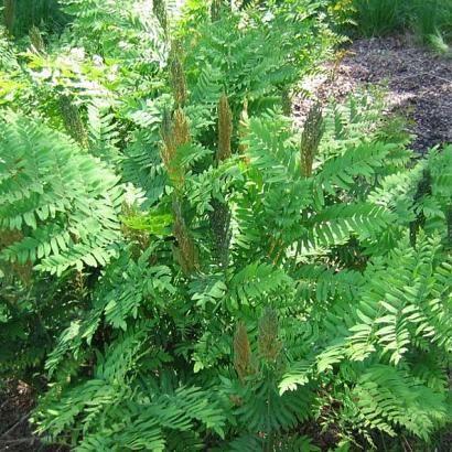 Osmunda regalis