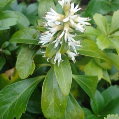 Pachysandra terminalis