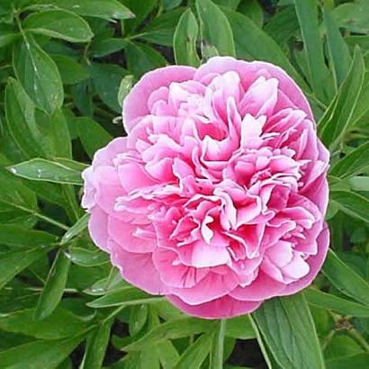 Paeonia off. 'Rosea Plena'