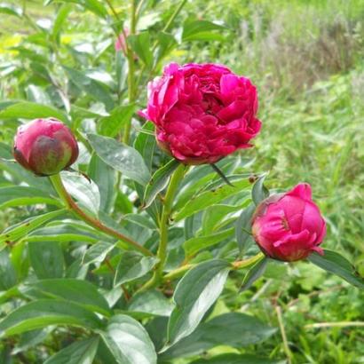 Paeonia (LD) 'Karl Rosenfield'