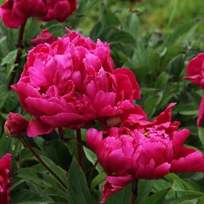 Paeonia (LD) 'Karl Rosenfield'