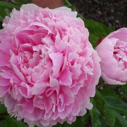 Paeonia (LD) 'Sarah Bernhardt'