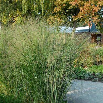 Panicum virgatum 'Cloud Nine'