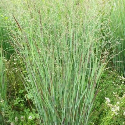 Panicum virgatum 'Heavy Metal'