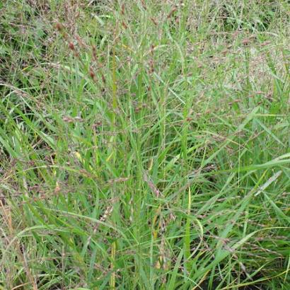 Panicum virgatum 'Kupferhirse'